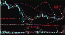 精准一肖100%准确精准的含义,精准一肖，揭秘百分之百准确预测的真谛